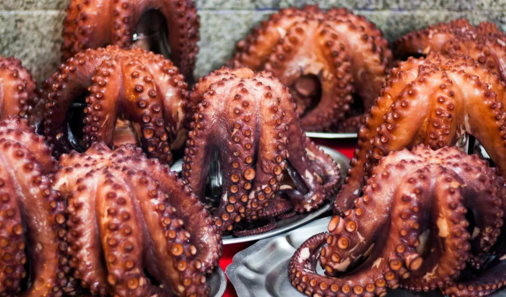 indonesia octopus export
