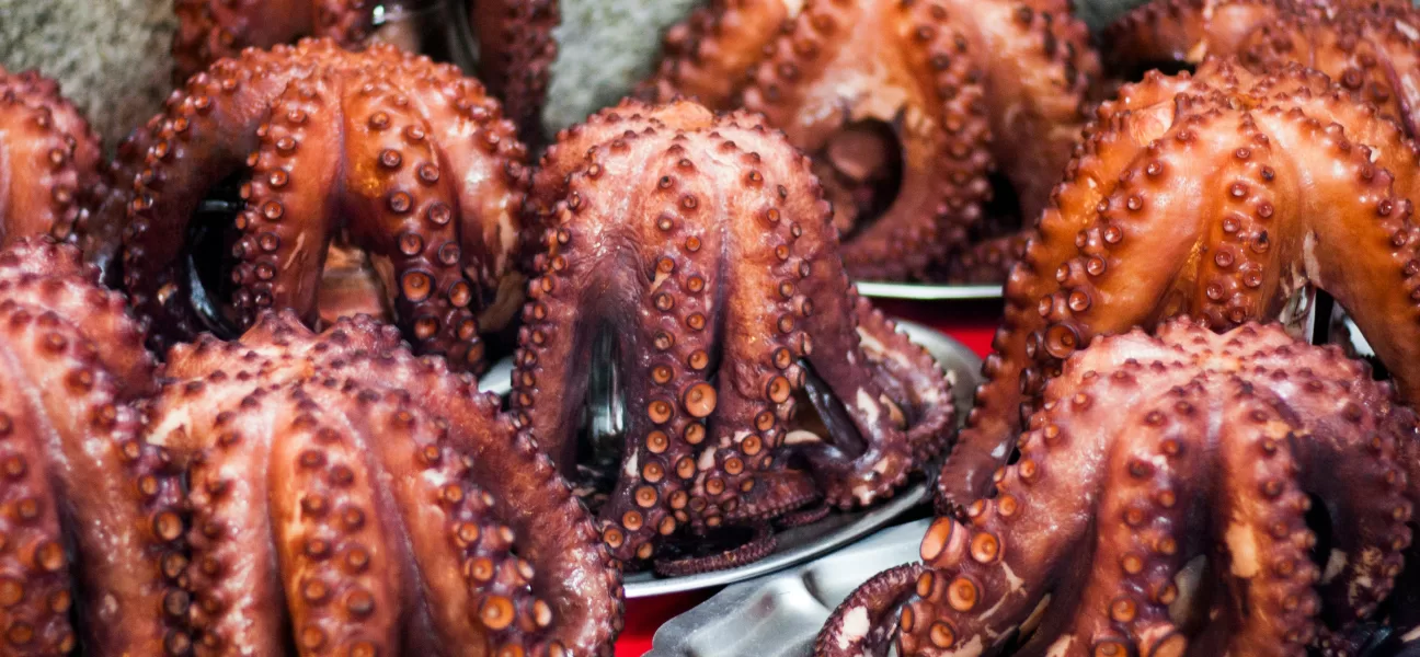 indonesia octopus export