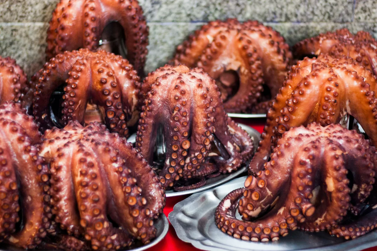 indonesia octopus export