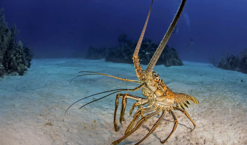 baby lobster indonesia export