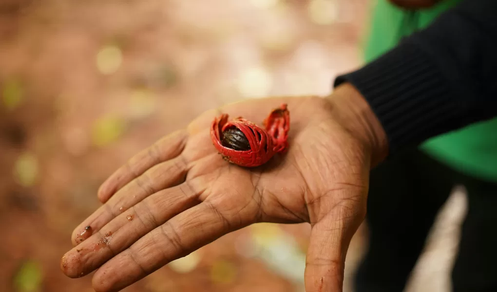 nutmeg export indonesia