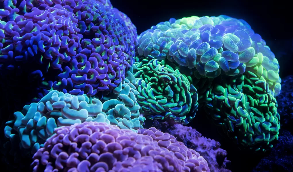 Indonesia Coral Reef
