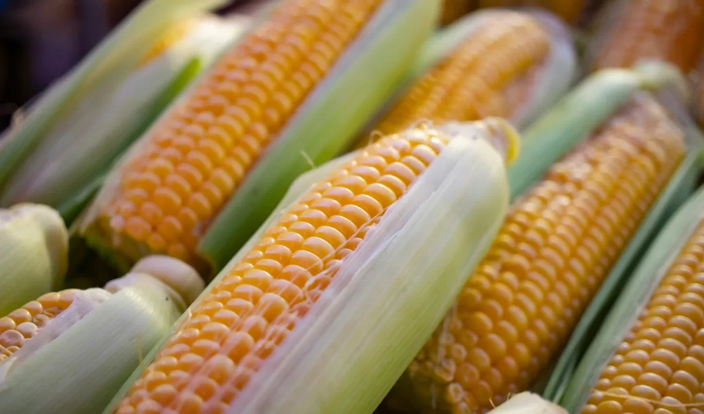 indonesia corn export