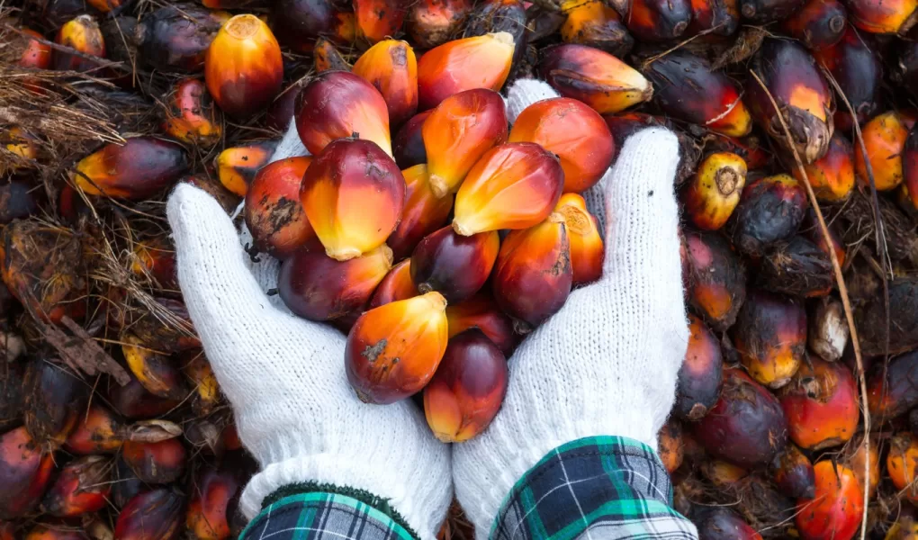 palm oil cpo hacpo exporter company indonesia6