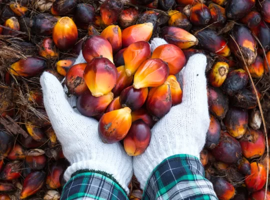palm oil cpo hacpo exporter company indonesia6