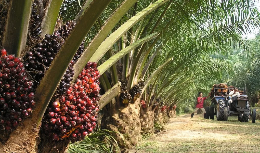 palm oil cpo hacpo exporter company malaysia