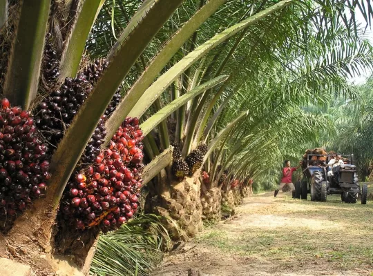palm oil cpo hacpo exporter company malaysia
