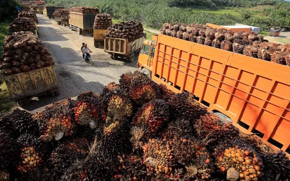 palm oil hacpo indonesia exporter